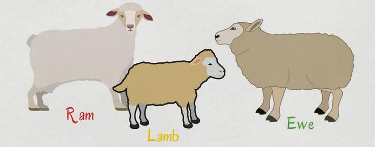 关于动物的英语单词100个带图片,英语常用词汇整理