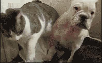 猪打针搞笑gif,玩飞机gif搞笑