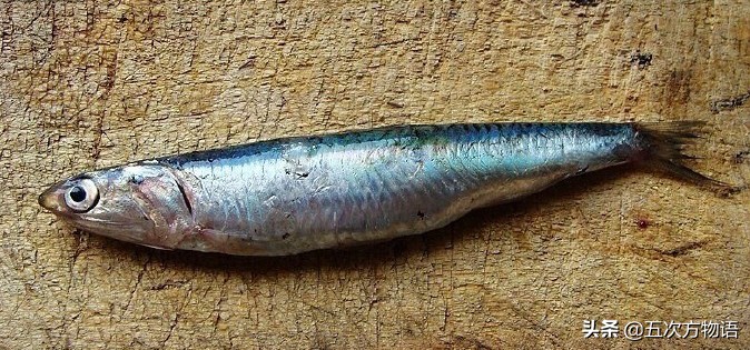 青岛常见的海鱼,海洋鱼类种类大全及图片