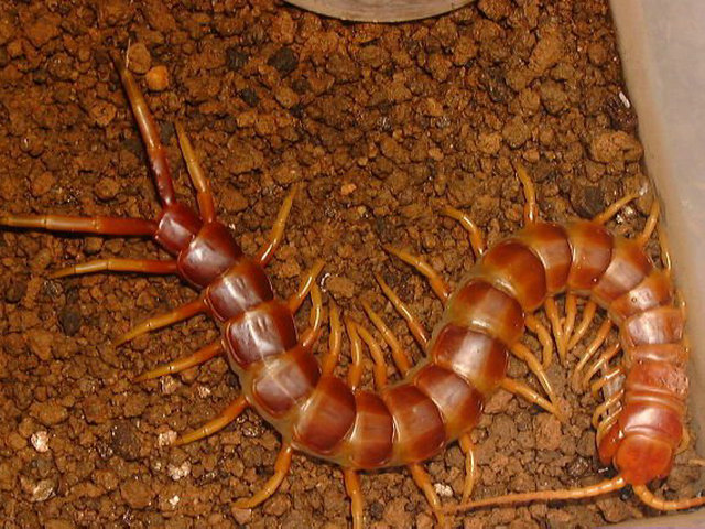世界最恐怖的十大蜈蚣,十大最毒蜈蚣排名