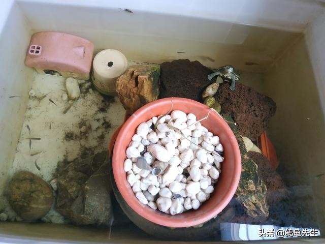 深水养龟乌龟浮上水面是否生病,养龟这六点不注意别怪龟死亡