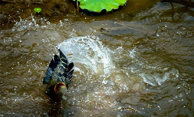 <html>
<head><title>502BadGateway</title></head>
<body>
<center><h1>502BadGateway</h1></center>
<hr><center>nginx</center>
</body>
</html>
<!--apaddingtodisableMSIEandChromefriendlyerrorpage-->
<!--apaddingtodisableMSIEandChromefriendlyerrorpage-->
<!--apaddingtodisableMSIEandChromefriendlyerrorpage-->
<!--apaddingtodisableMSIEandChromefriendlyerrorpage-->
<!--apaddingtodisableMSIEandChromefriendlyerrorpage-->
<!--apaddingtodisableMSIEandChromefriendlyerrorpage-->
