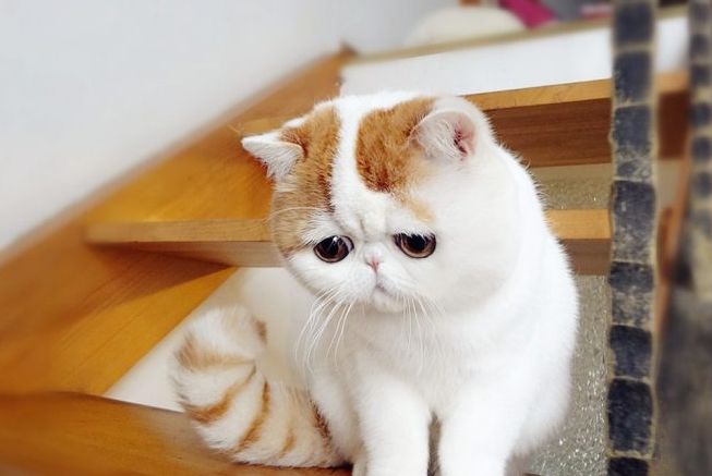 养猫家里有味道怎么处理,养猫屋里有味道怎么办