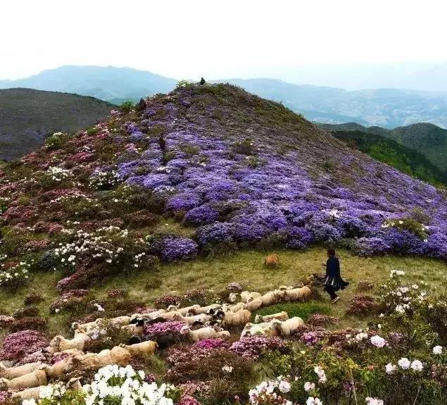凉山州哪里可以赏花,西昌赏花攻略