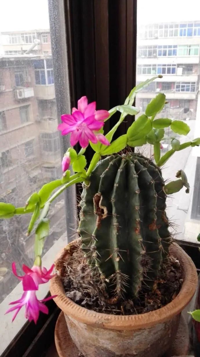 夏季嫁接怎样接成活率最高,靠接嫁接技术教程