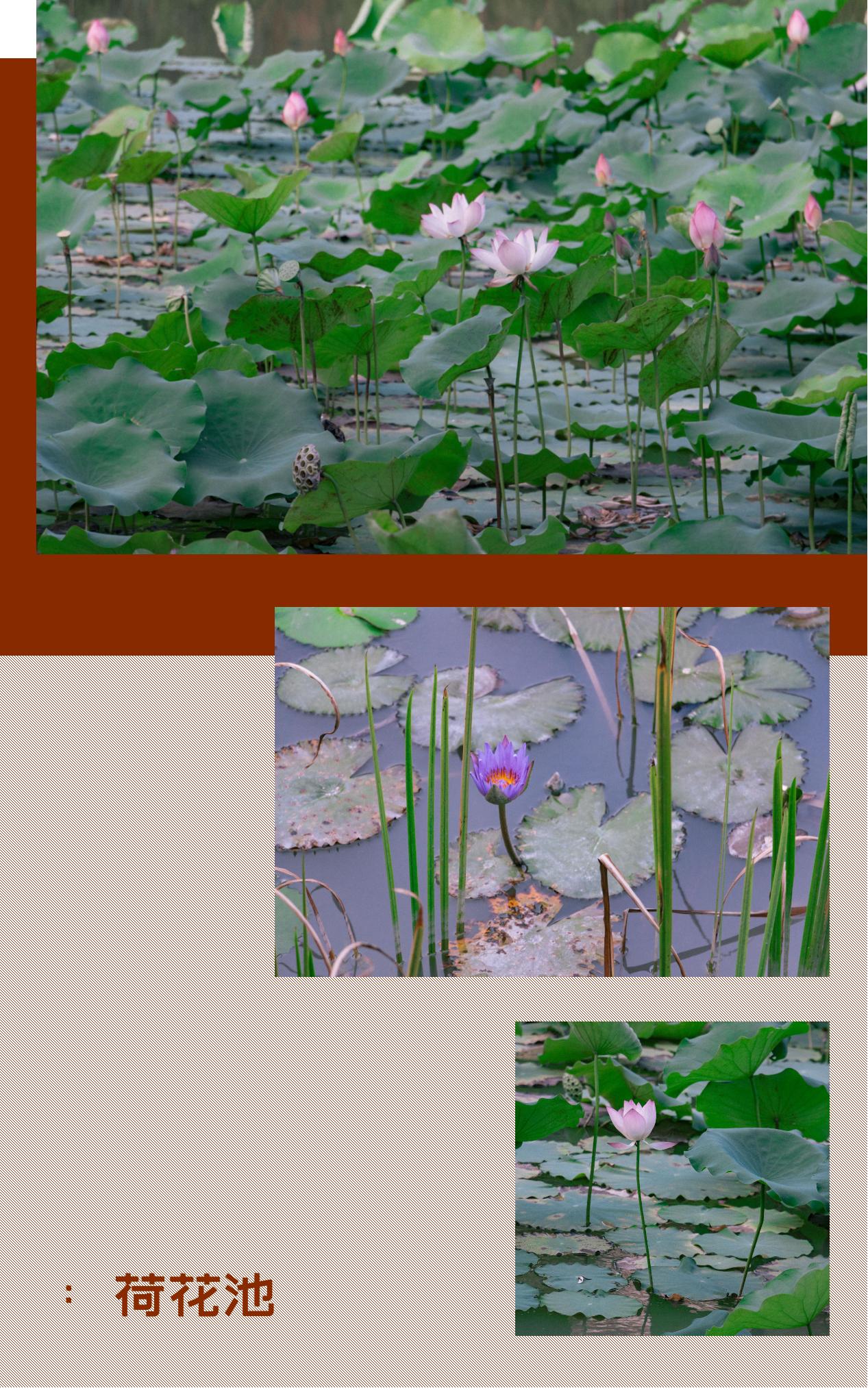 深圳宝安喝茶的世外桃源,宝安西乡世外桃源