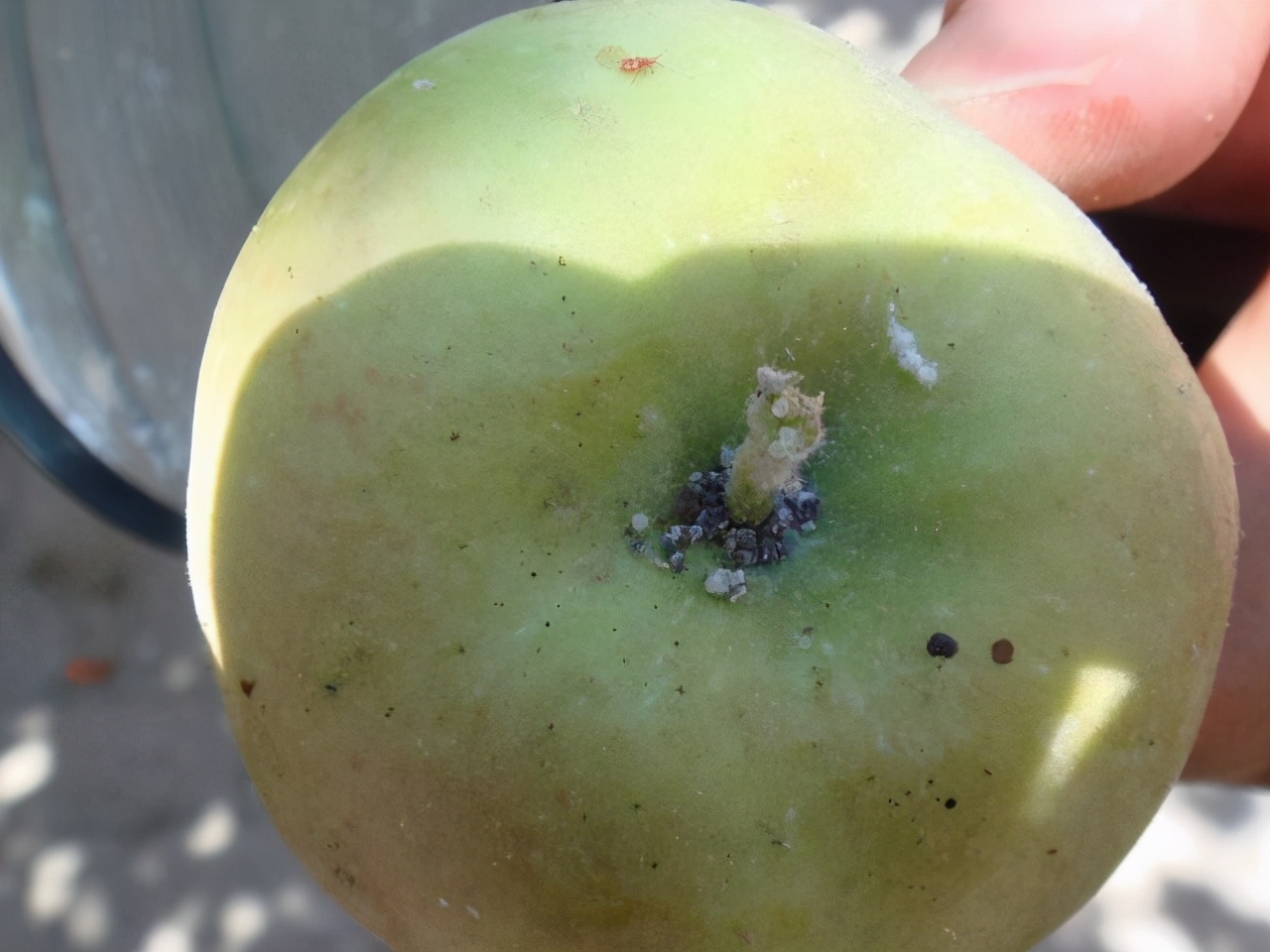 防治苹果绵蚜兼治黄蚜的高效药剂,苹果棉蚜与苹果黄蚜