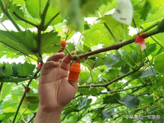 葡萄不成熟就萎缩变黑原因,葡萄不爱长新根是什么原因