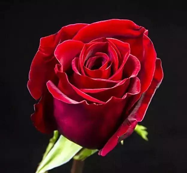 给大家介绍一下玫瑰品种,玫瑰的品种及特点介绍