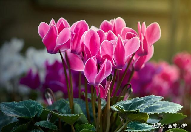 吸甲醛的植物哪些最好,植物吸甲醛好还是活性炭吸甲醛好