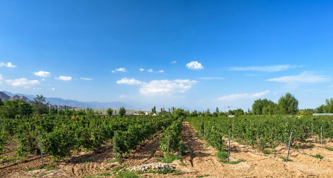 红酒为啥要波尔多,波尔多红酒有什么好处和坏处