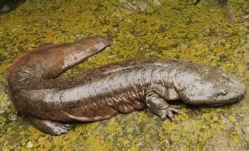 从保护动物到人工养殖，成为美食！鼎湖的绿水青山锻造千万商机