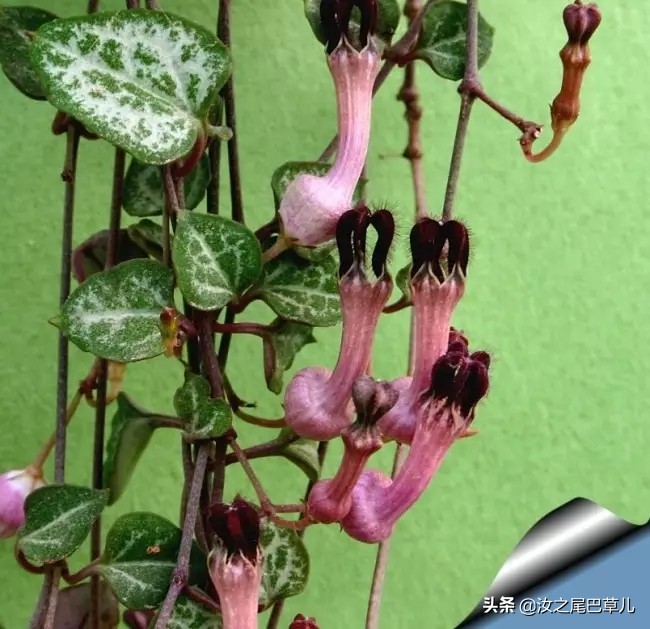 家里养了爱之蔓，不出两年就成了“浪漫满屋”