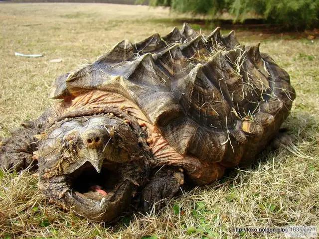 凶猛一点的新手龟,凶猛的龟都有什么品种