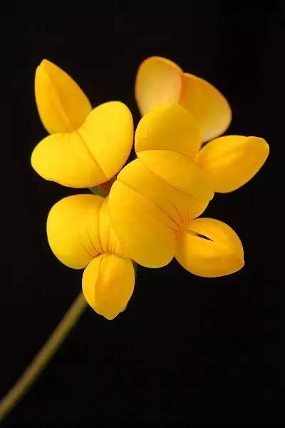 保证你没见过的新奇特植物 (令人大开眼界的植物世界)