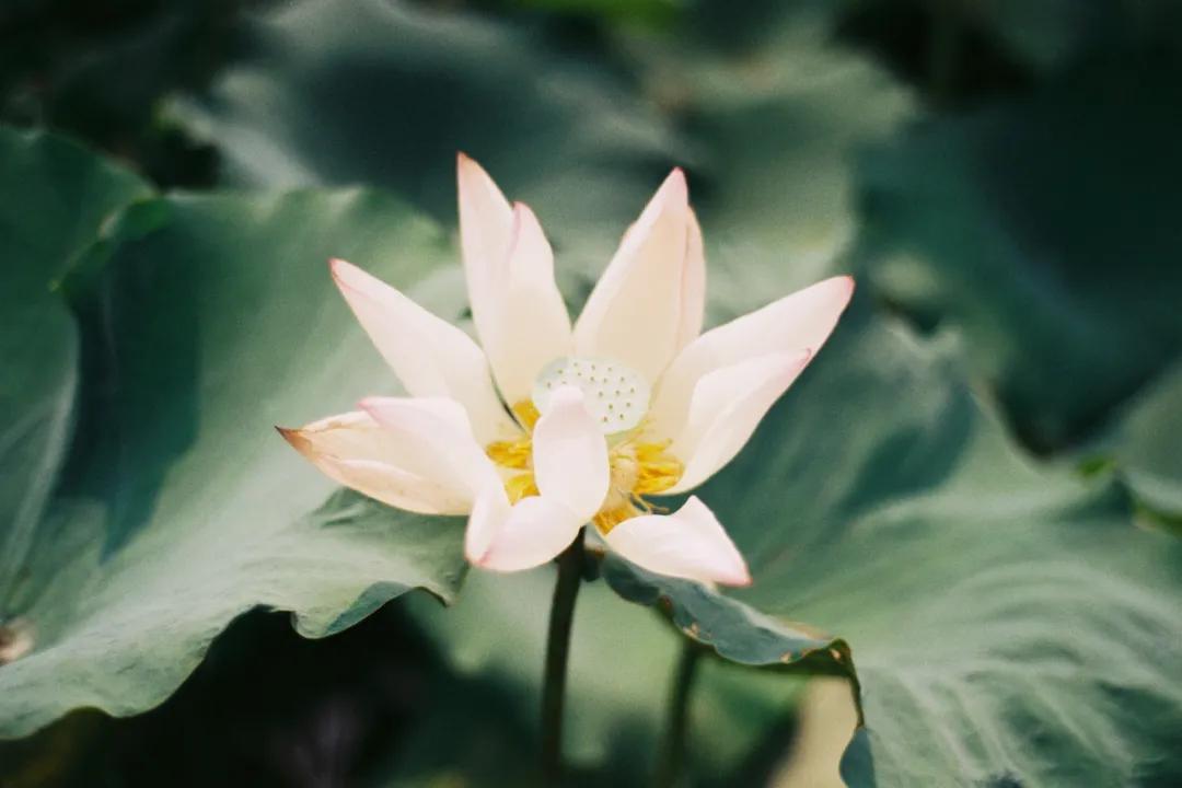十首著名的荷花诗莲花别样红,最有韵味的荷花十首诗词