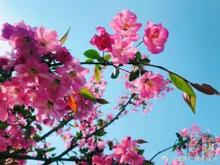 咸阳大西安文体功能区森博园,咸阳大西安文体功能区在售项目