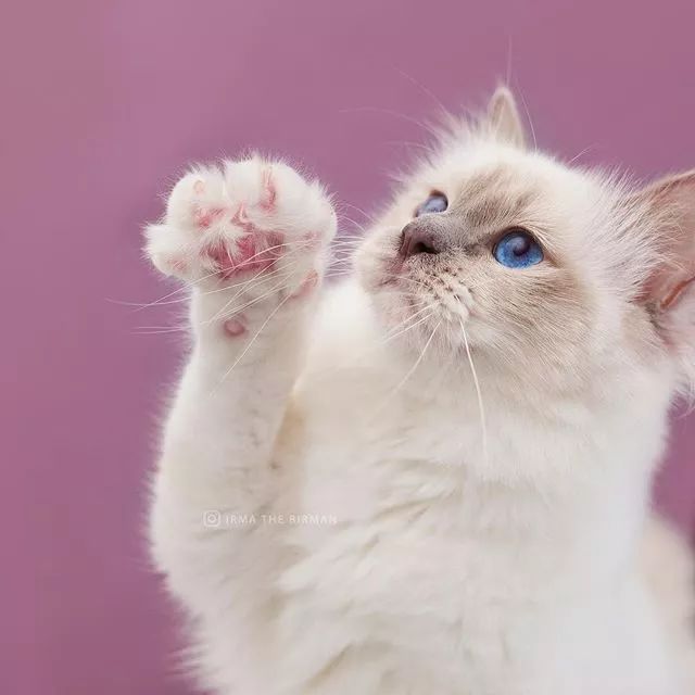 贵族阿比西尼亚猫,神秘的波斯猫