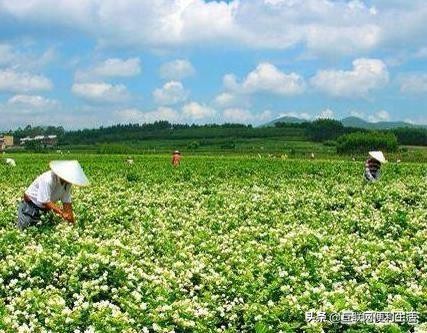 安徽名茶中被列为中国十大名茶,中国十大绿茶名茶最新排名
