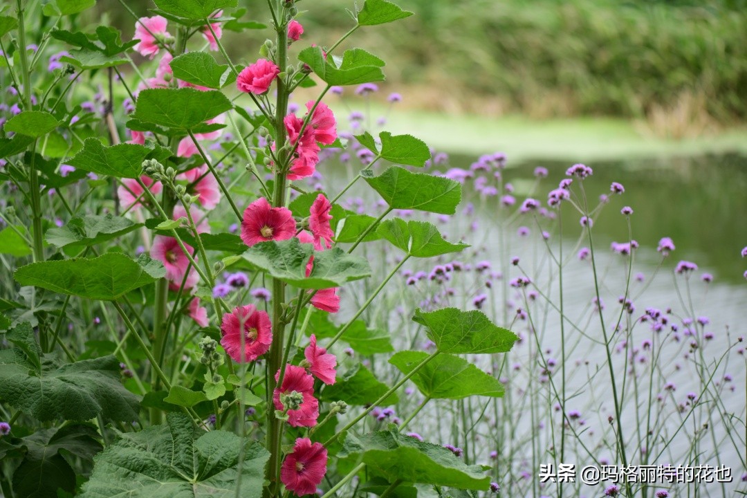 徒长花草怎样处理,徒长的树木怎么处理