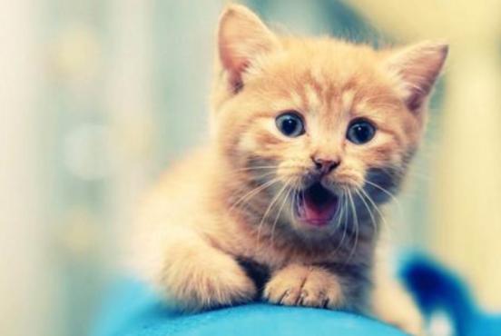 成都宠物托运哪家好,兰州到成都托运的宠物