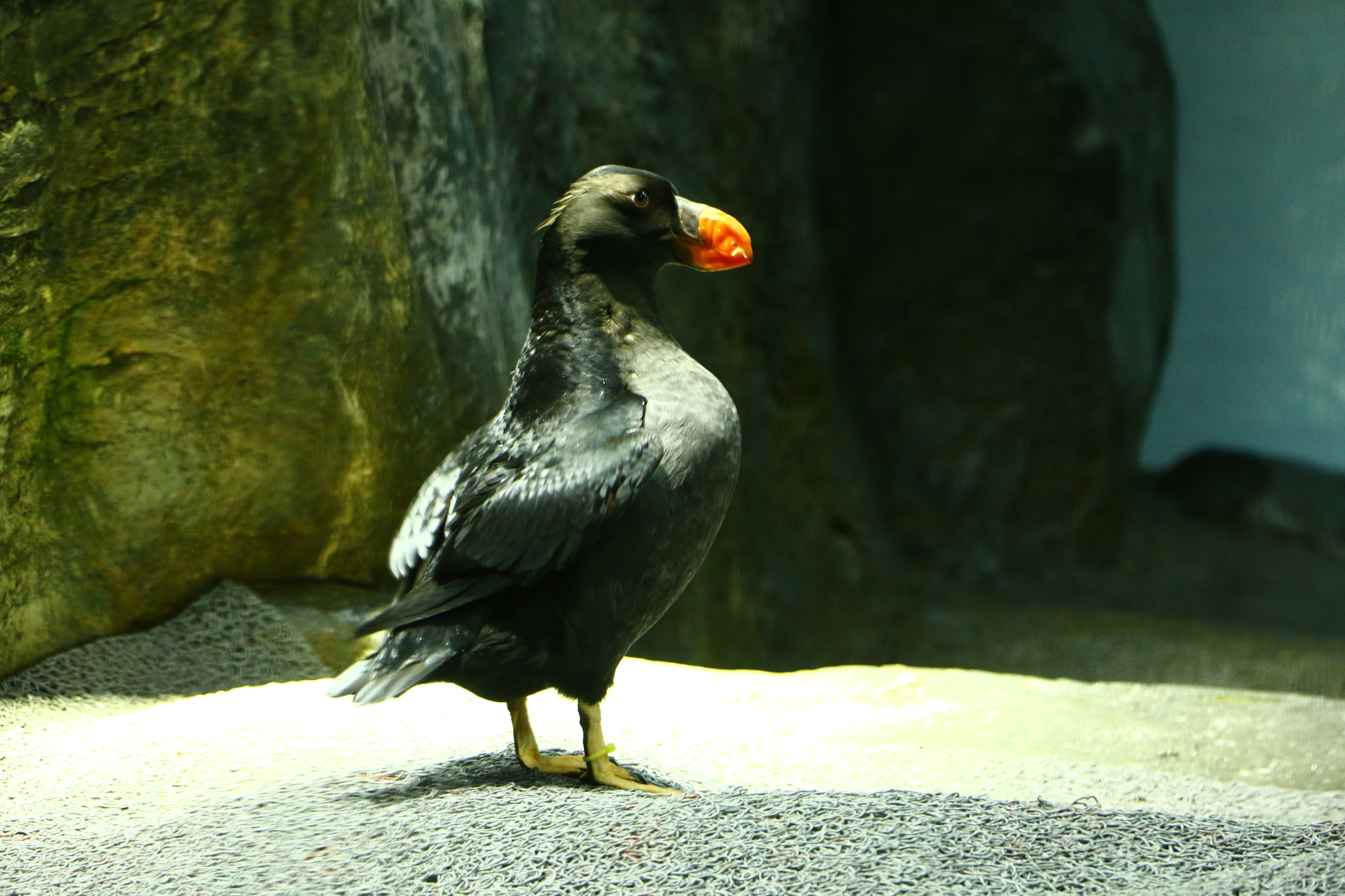 日本奈良自由行详细攻略,日本大阪京都自由行路线