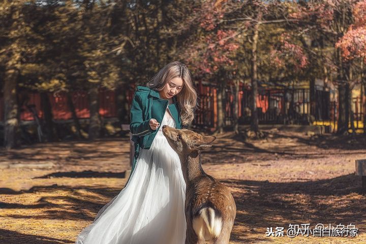 日本旅游感受日本的文化,日本旅游体验感