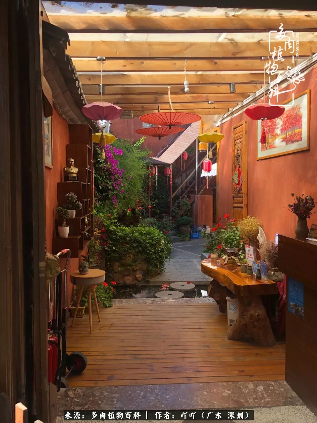 涓冨僵浜戝崡澶氳倝,浜戝崡澶氳倝涔嬫梾