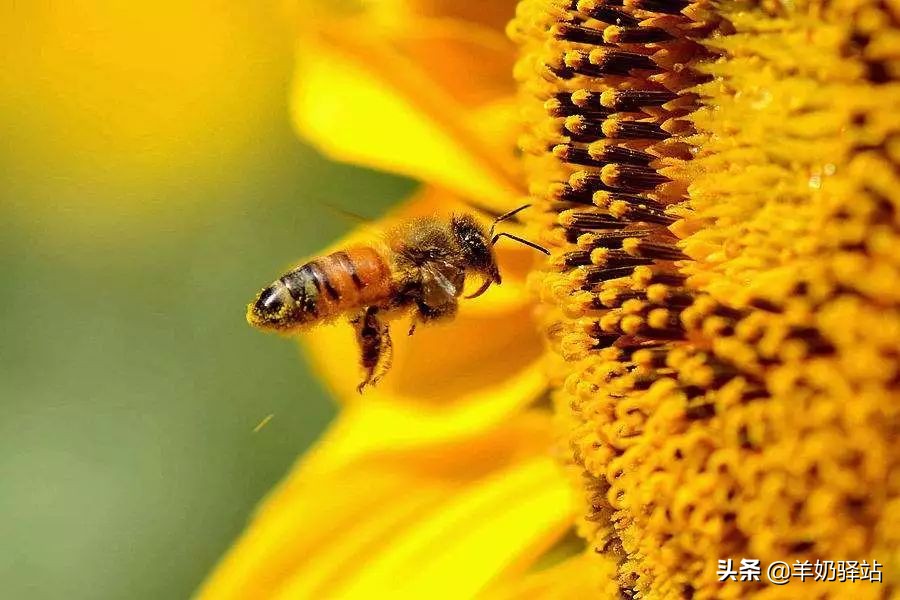 蚊虫叮咬预防,夏天蚊虫叮咬教你灭虫小姿势