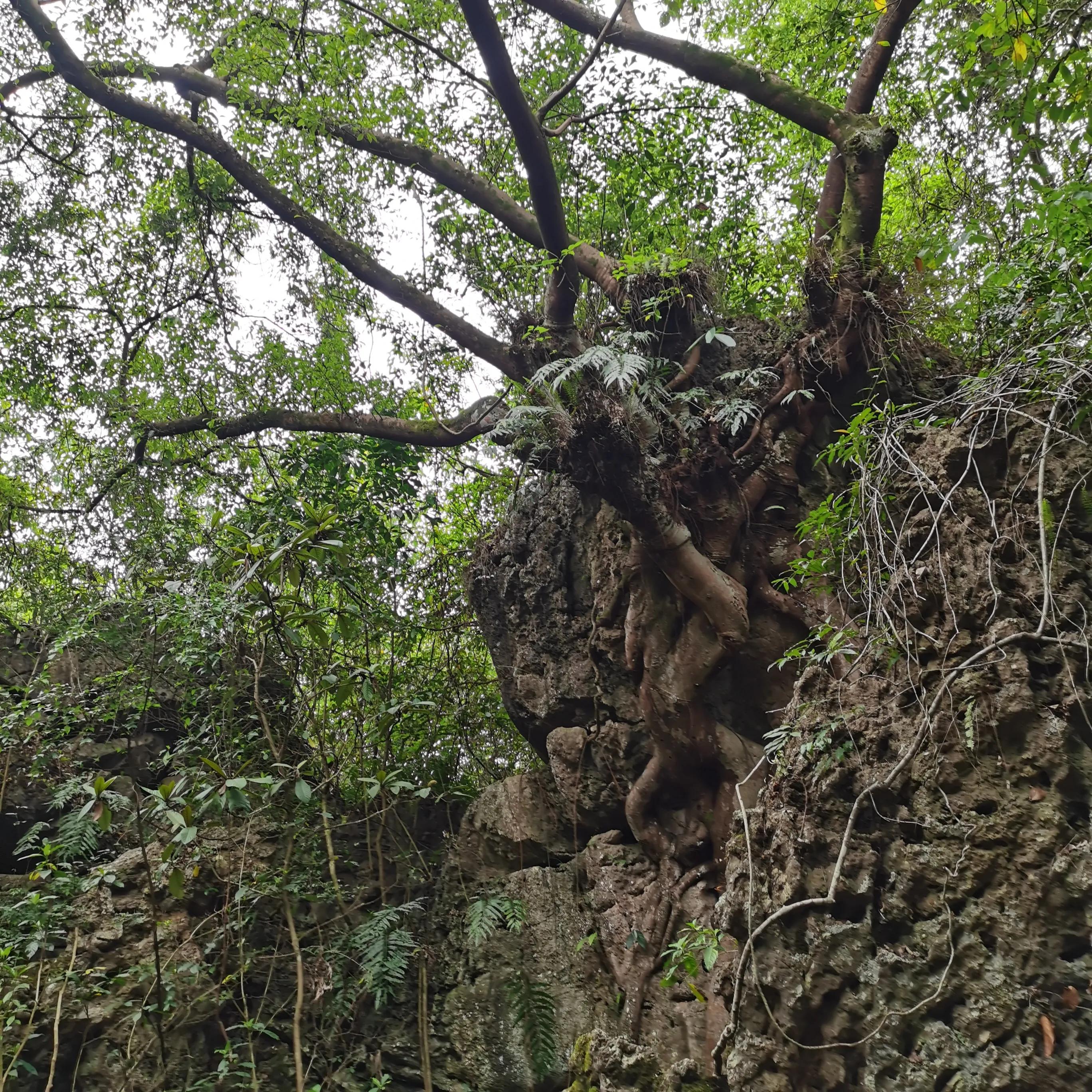 向南方和向北方,登上山顶看美景贵州黄果树瀑布