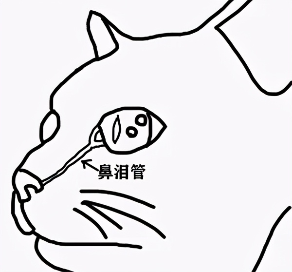 流泪猫猫头,流泪猫猫头抱小熊