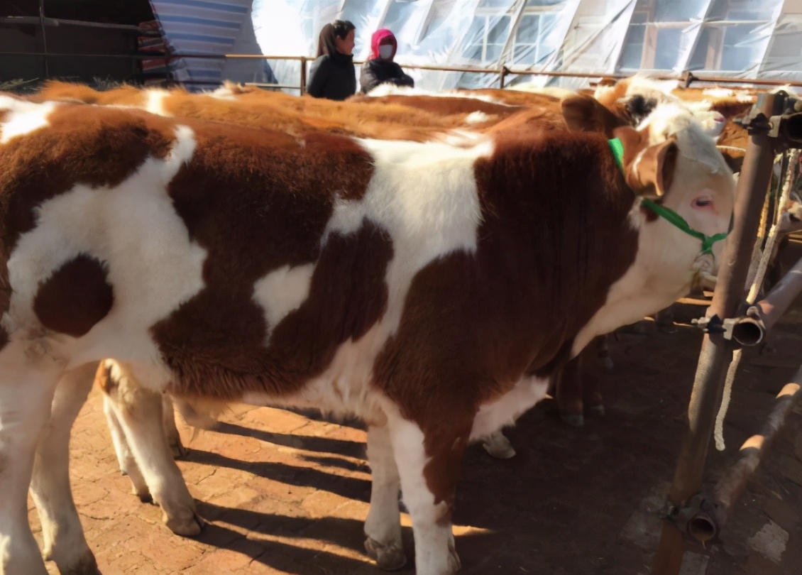 牛发烧用什么药退烧,牛发烧的最佳治疗方法