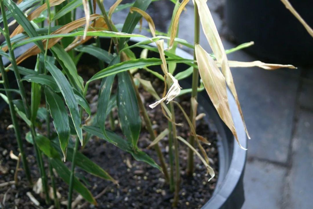 生姜的盆栽种植方法和时间,盆栽生姜的种植方法和时间