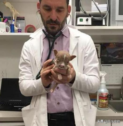 天生唇裂,丑到连亲妈都认不出,这只斗牛犬如今逆袭成白富美