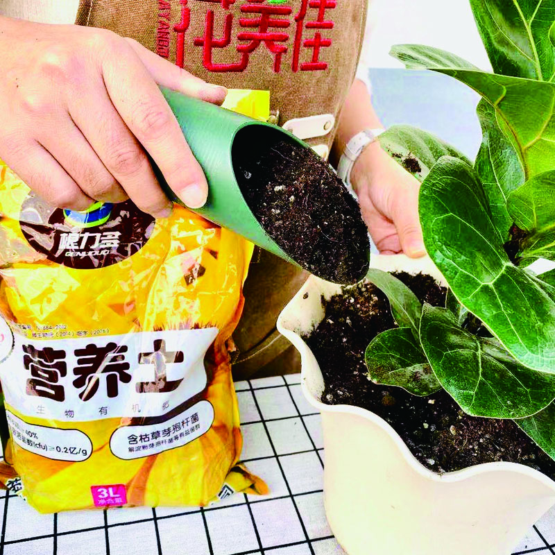 虹之玉盆栽怎样种植,虹之玉的养殖方法与扦插