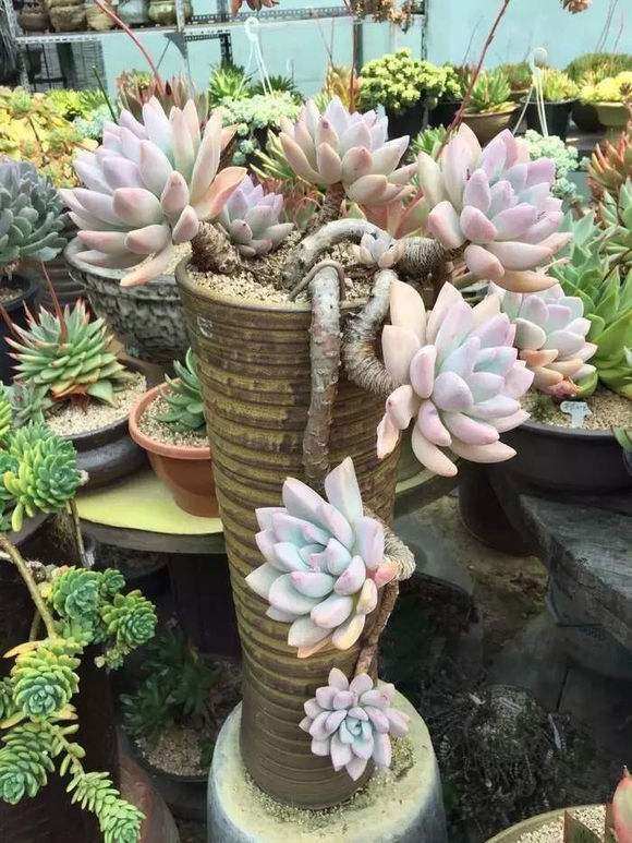 出太阳可以给多肉浇水吗,北方冬天室内如何给多肉浇水