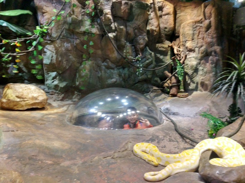 广州长隆野生动物世界二日游,广州长隆野生动物世界步行游览区