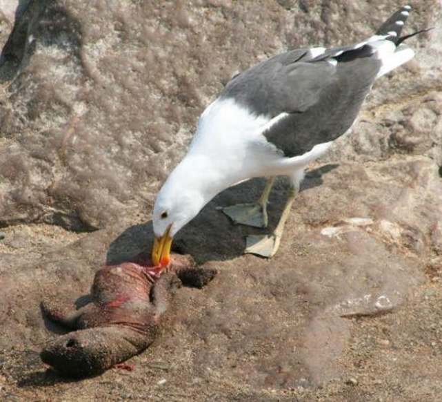凶猛的海鸥,海鸥残忍伤害企鹅