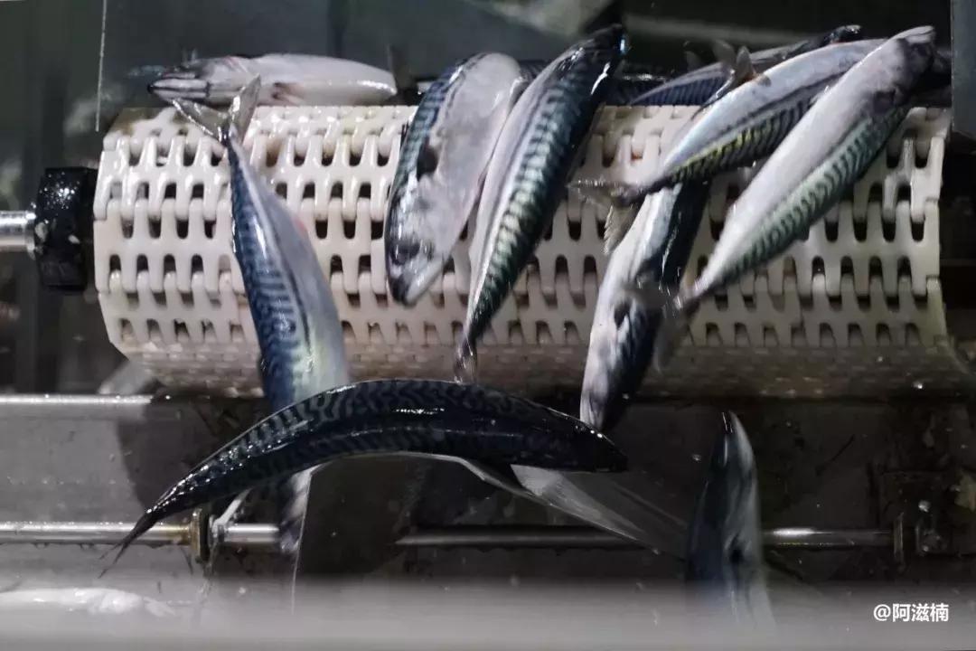 为了吃世界上最好吃的青花鱼，我飞去了挪威，光是捕捞船价值4亿