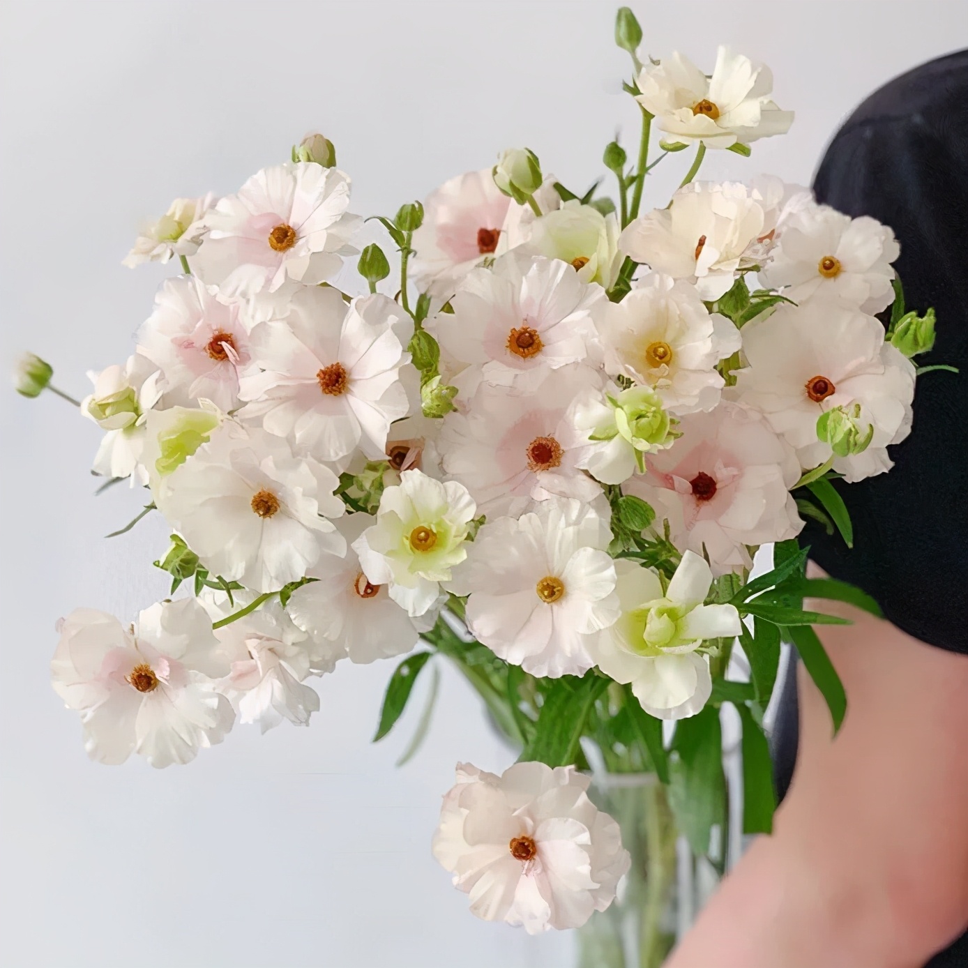 经验贴分享视频,鲜切花非洲菊的养护方法