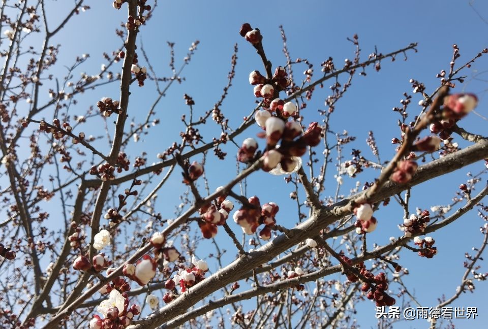 河南郑州蝶湖公园,打卡郑州网红蝶湖森林公园