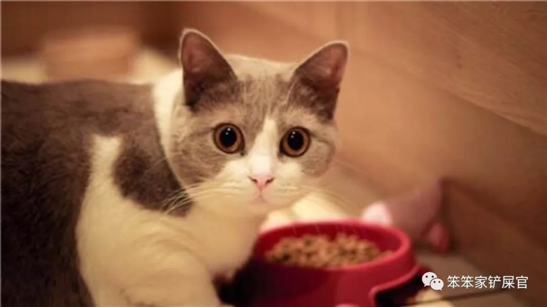 无尾猫为什么是观赏性的猫,无尾猫是天生没尾巴吗