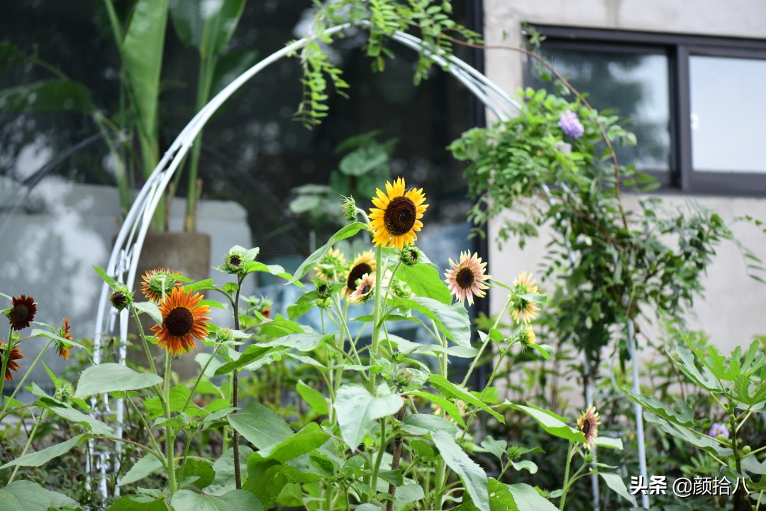 这个夏天我在花园里种向日葵|园丁