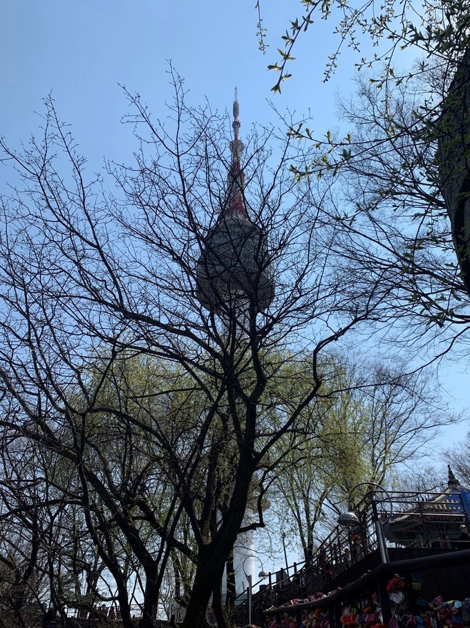 樱花韩国歌曲,樱花味的日语