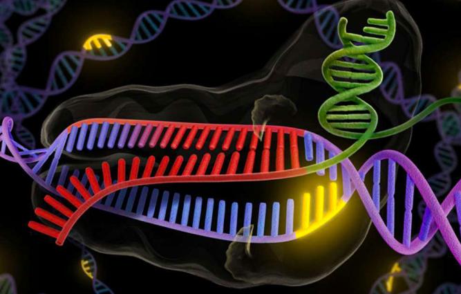 日本真实的胚胎实验,日本研究人畜胚胎新闻