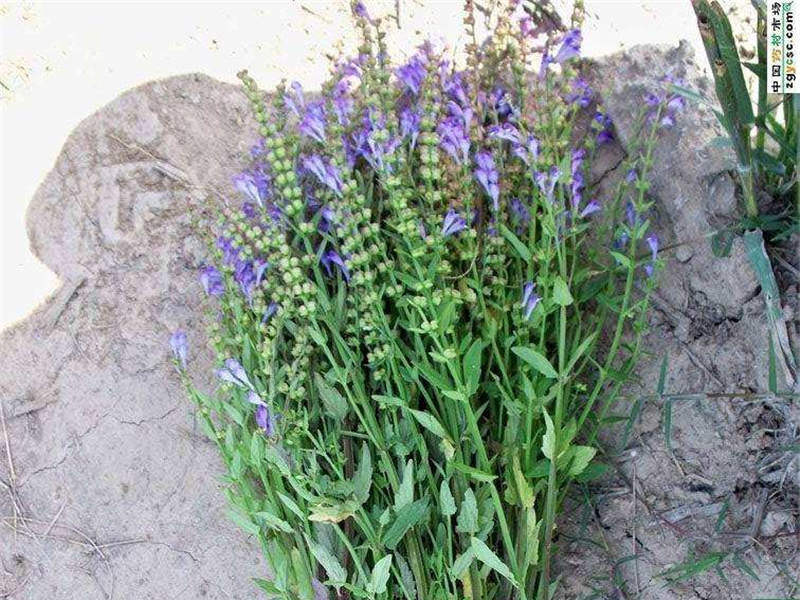 中草药半枝莲,中药半枝莲草功效作用