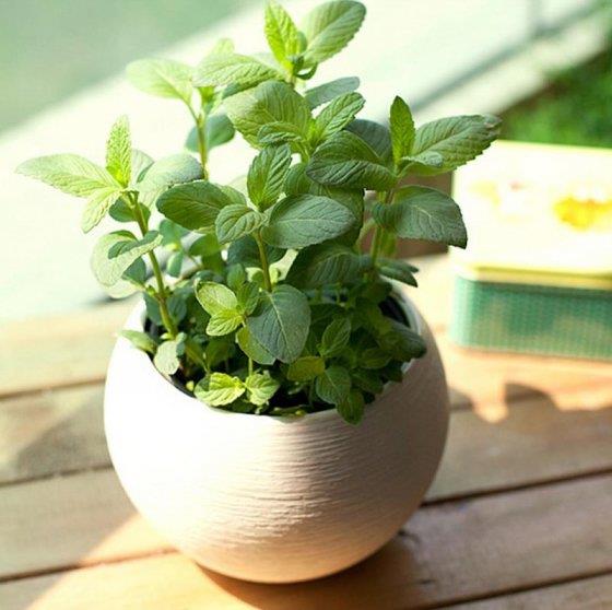 盆栽薄荷种子的种植方法,盆栽薄荷叶子枯黄了咋办