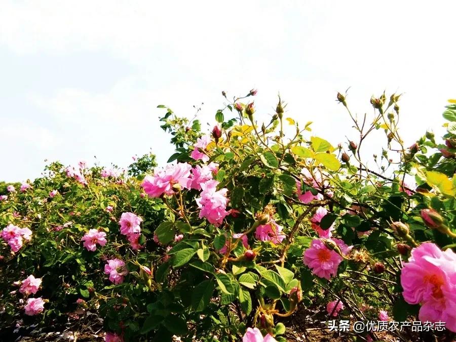 美丽健康、治沙脱贫，打通玫瑰产业链，她的云朵玫瑰开出别样美丽