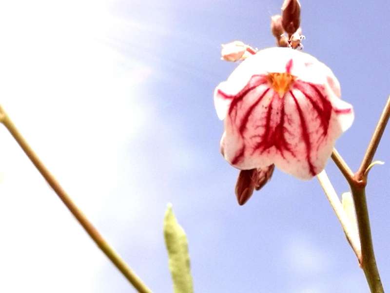 仙草罗布麻图片大全,仙草罗布麻