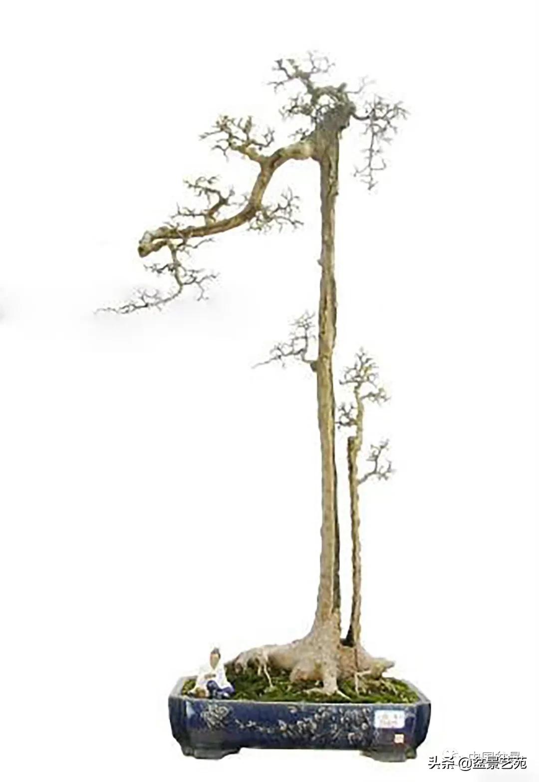 老树桩的造形特征有哪些,论述树桩盆景主要流派的艺术特点